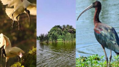 A retired professor and team revived the Yelahanka Puttenahalli Lake and helped return almost 120+ species of birds to the lake