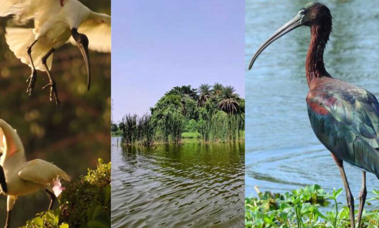 A retired professor and team revived the Yelahanka Puttenahalli Lake and helped return almost 120+ species of birds to the lake